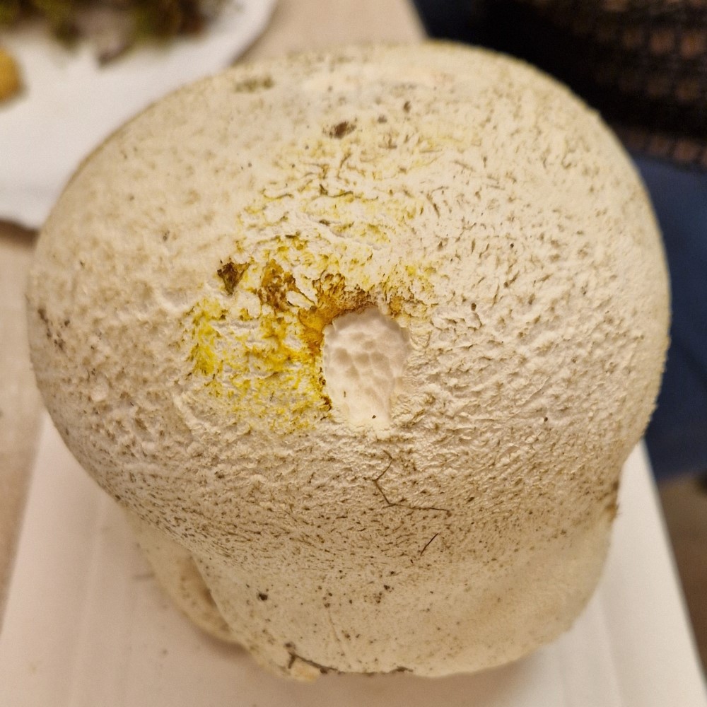 Bovistella utriformis