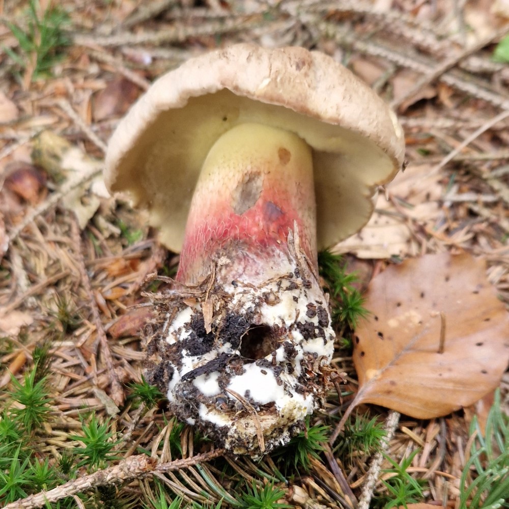 Caloboletus calopus