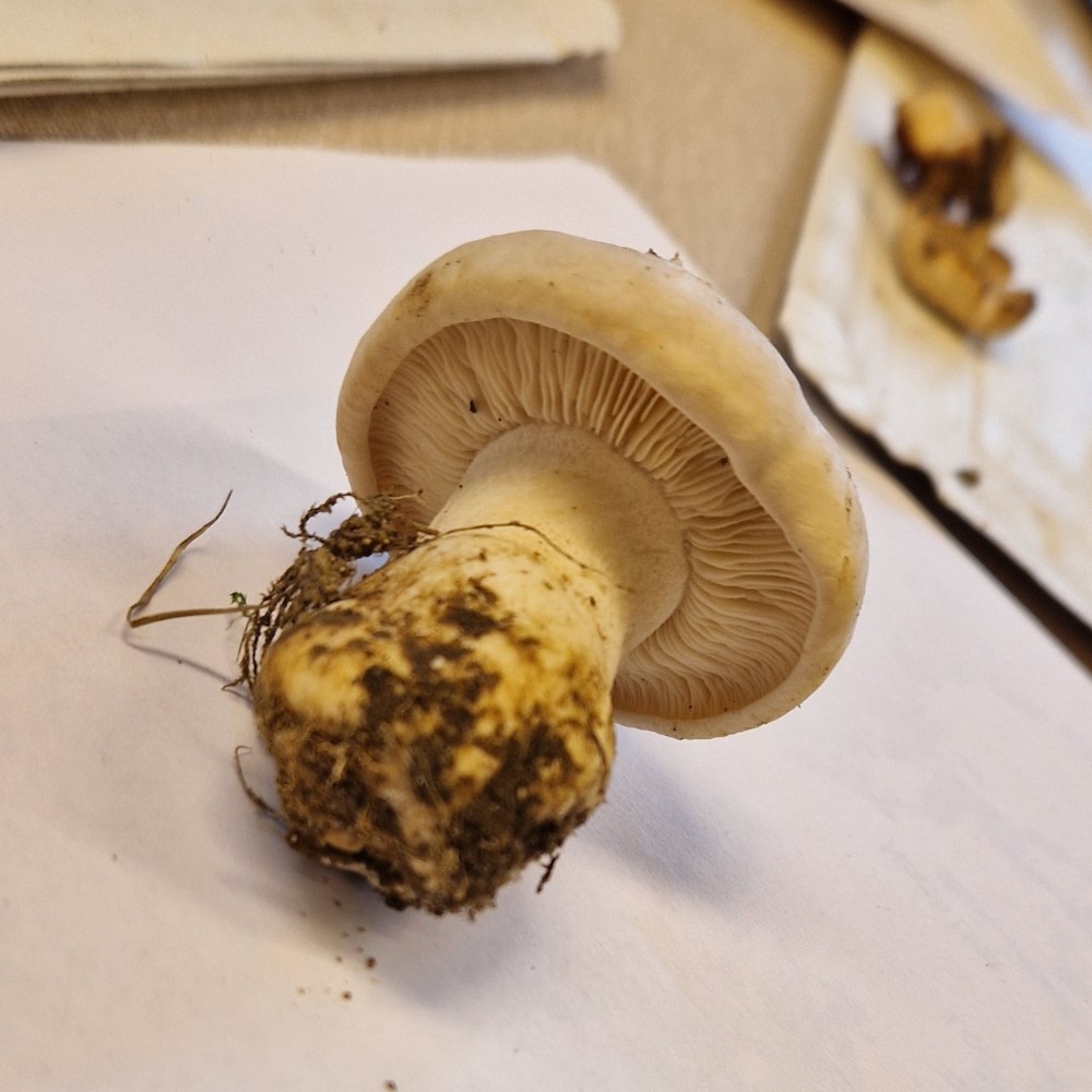 Calocybe gambosa