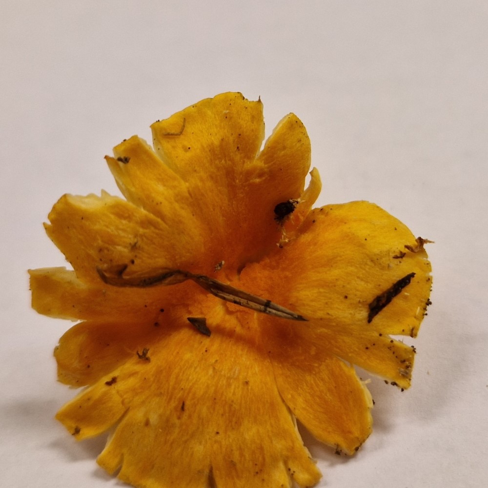 Cantharellus friesii