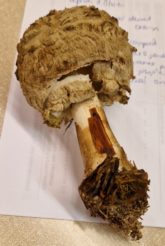 Chlorophyllum olivieri