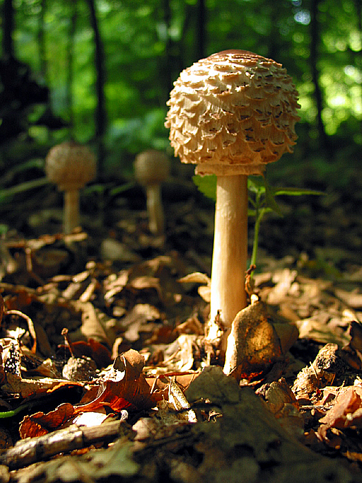Chlorophyllum rhacodes