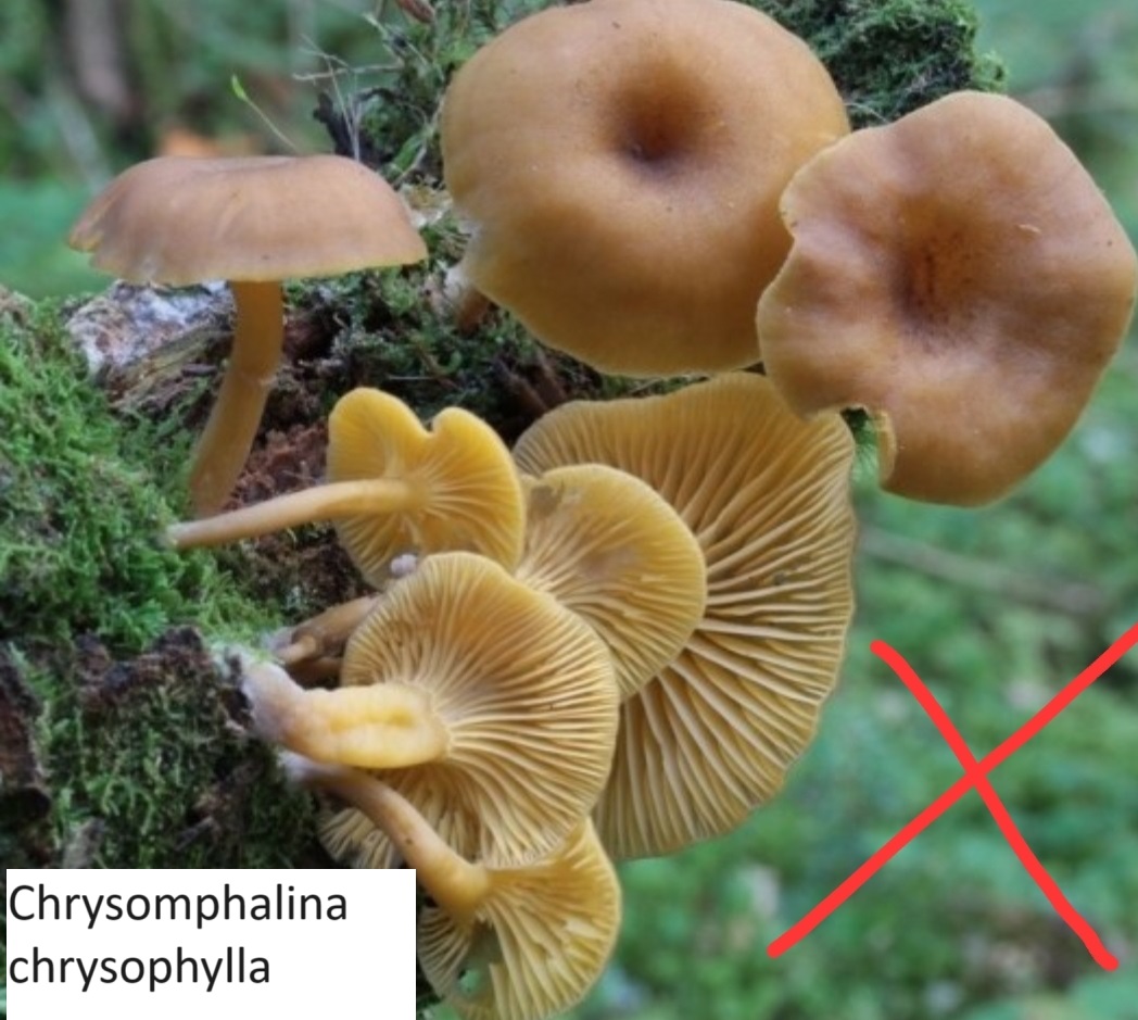 Chrysomphalina chrysophylla
