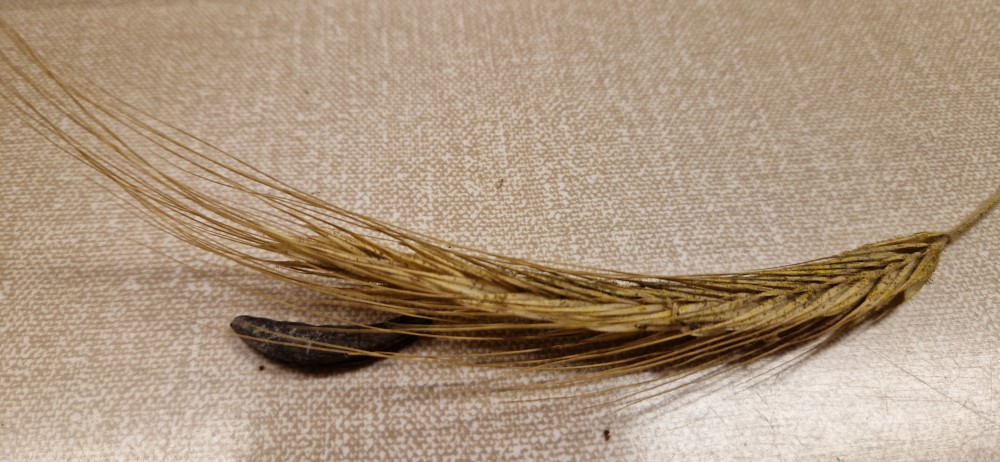 Claviceps purpurea