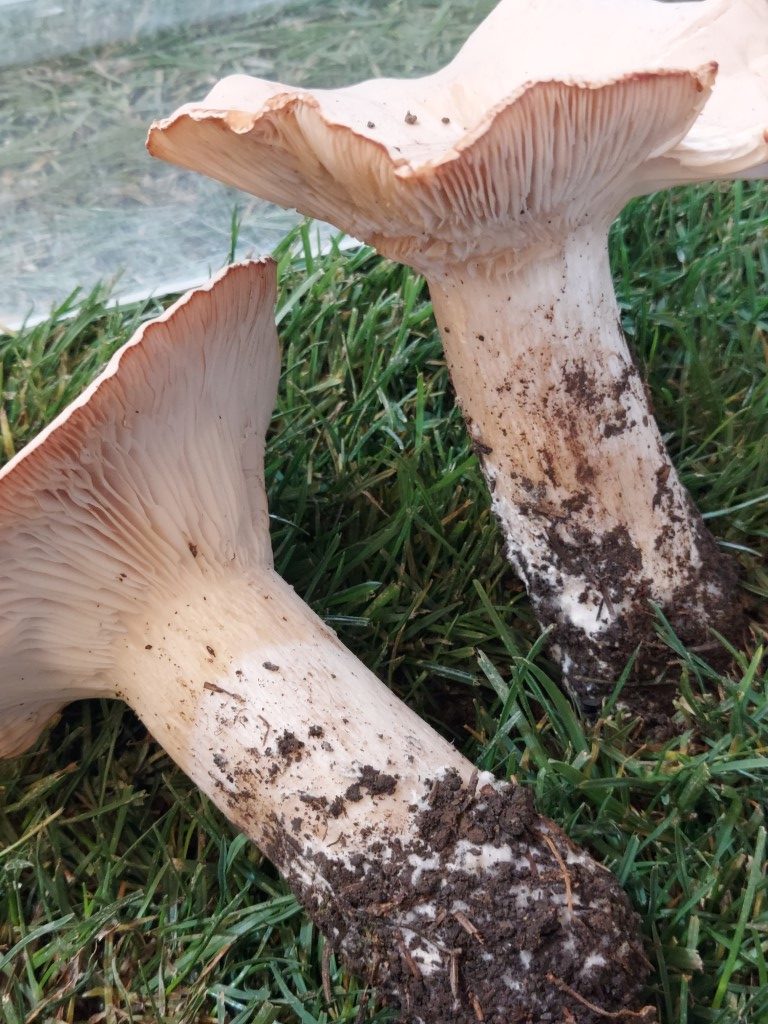 Clitocybe geotropa
