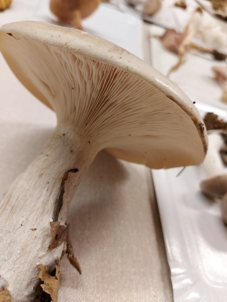 Clitocybe nebularis