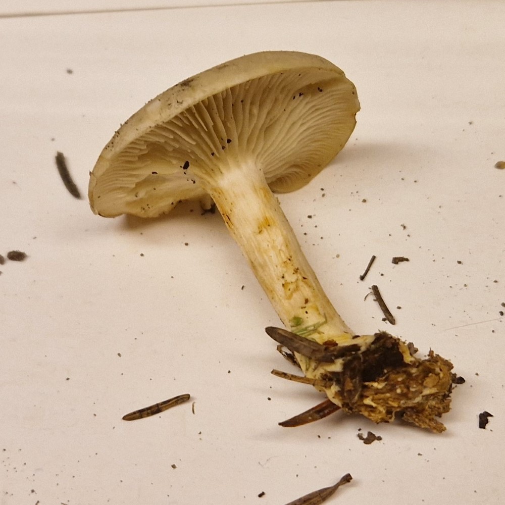Clitocybe odora