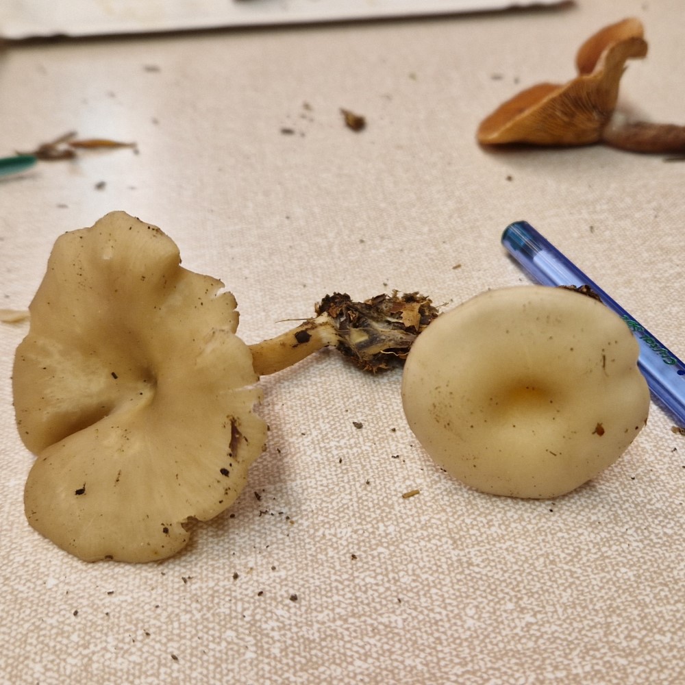Clitocybe phaeophthalma