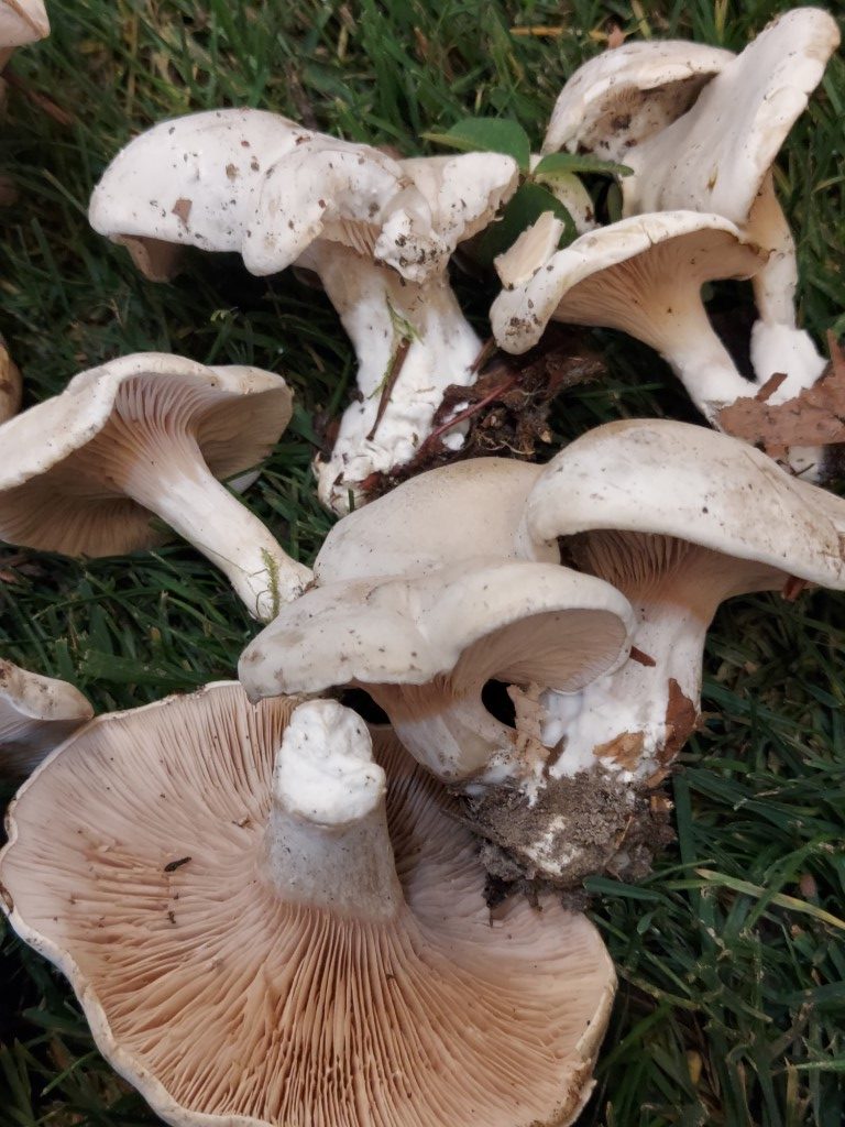 Clitopilus prunulus