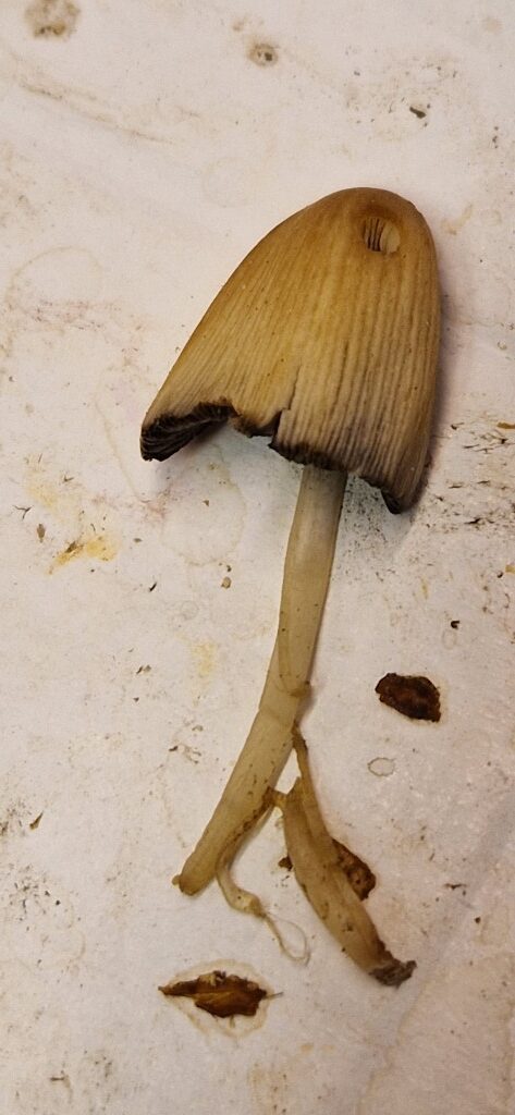 Coprinellus micaceus