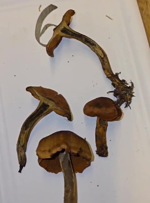 Cortinarius (Derm.) malicorius