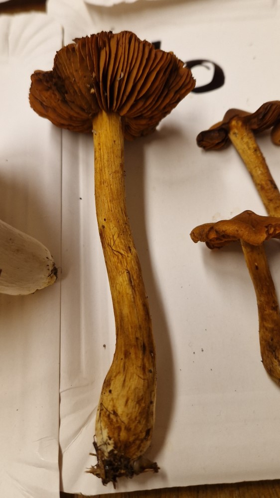 Cortinarius rubellus