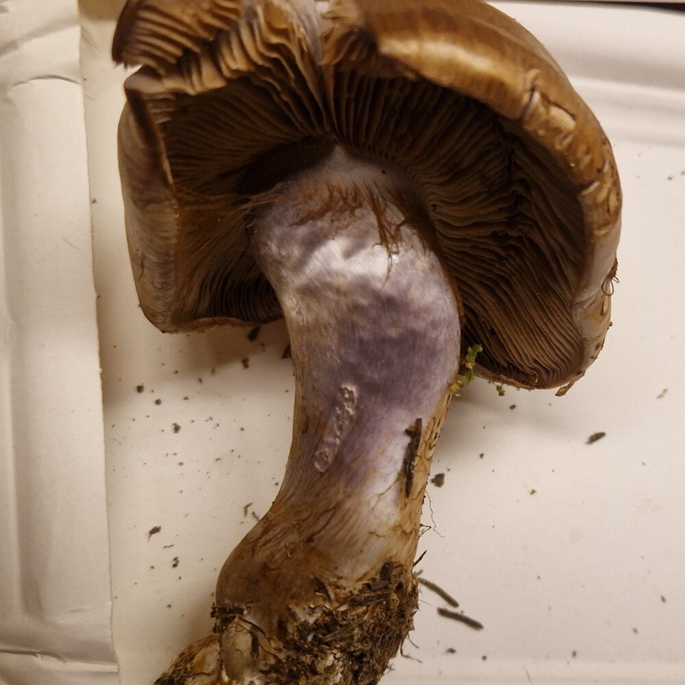 Cortinarius (Phl.) variecolor