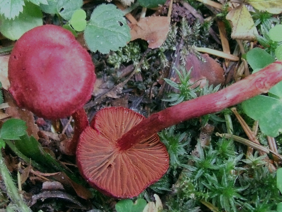 Cortinarius (Derm.) sanguineus