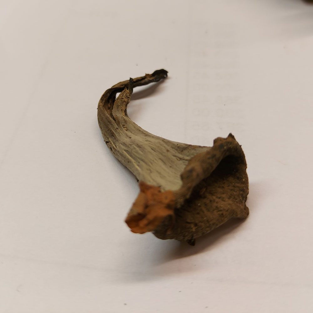 Craterellus cornucopioides
