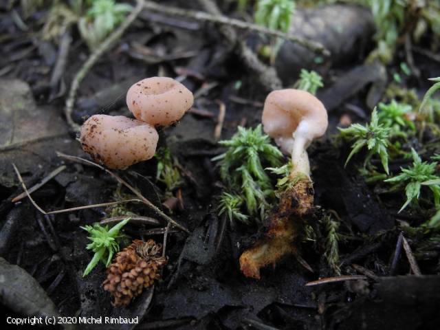 Cudonia circinans