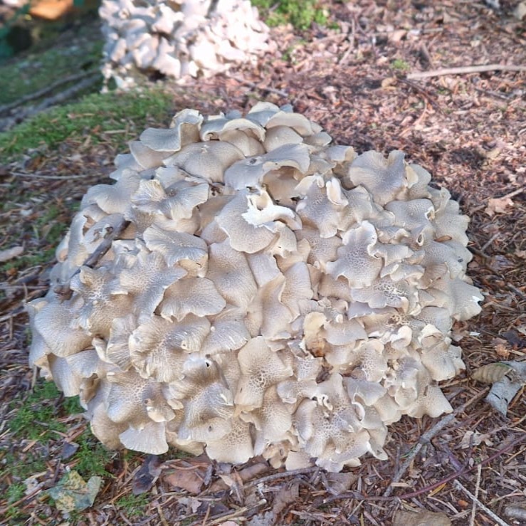 Dendropolyporus umbellatus