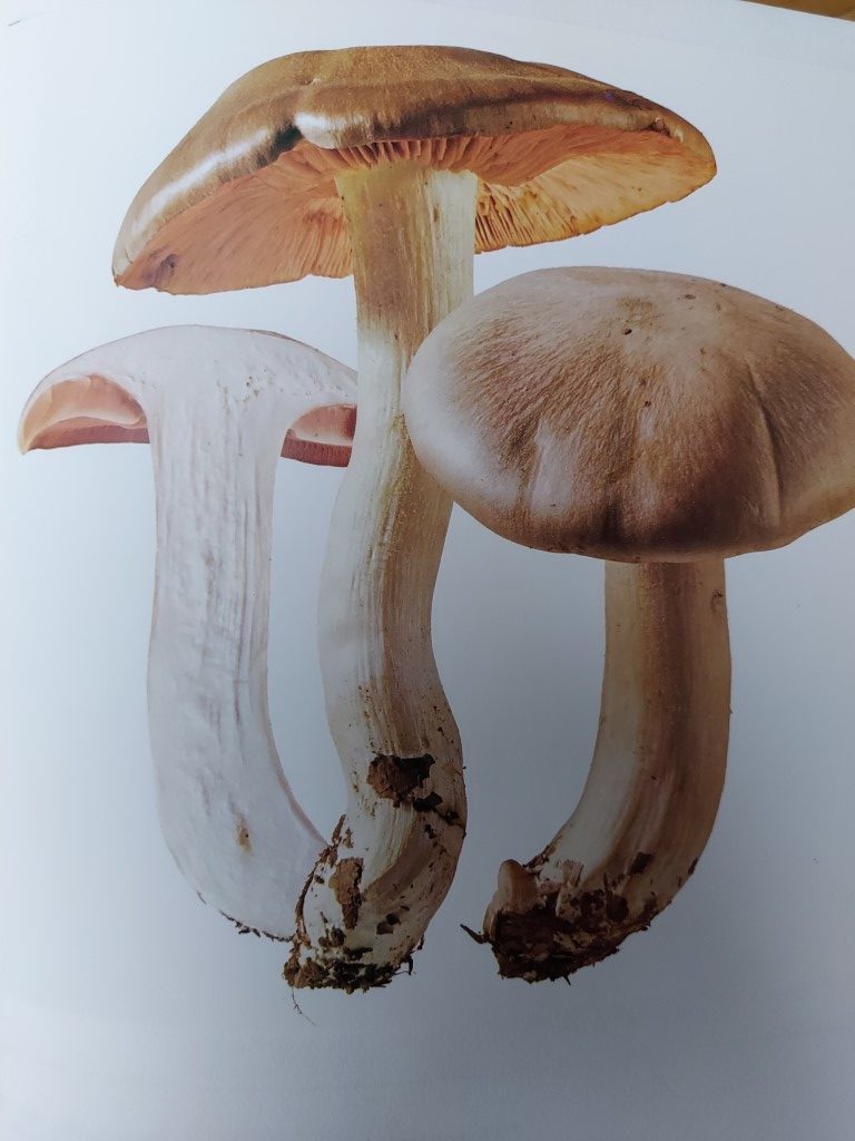 Entoloma sinuatum