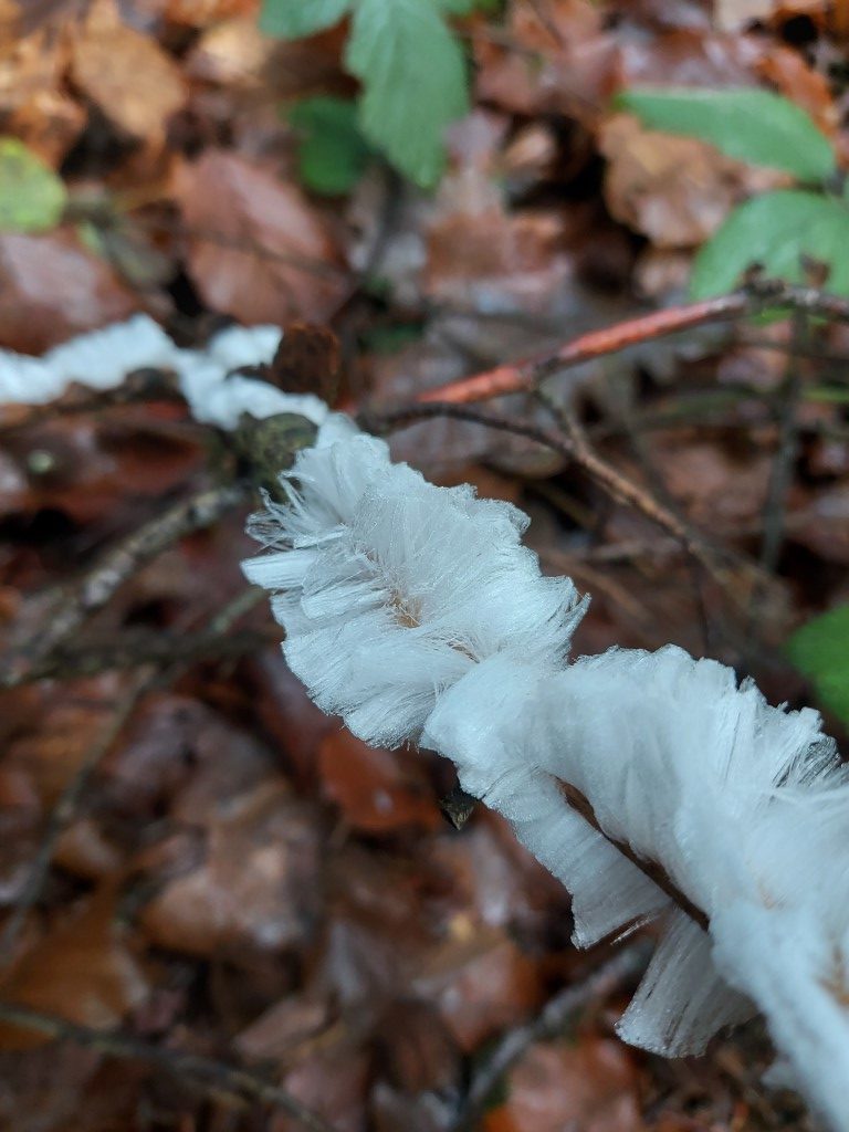 Exidiopsis effusa
