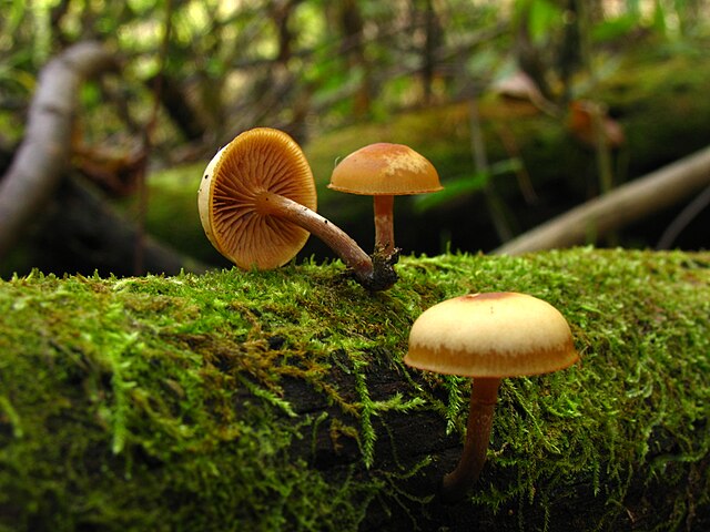 Galerina autumnalis