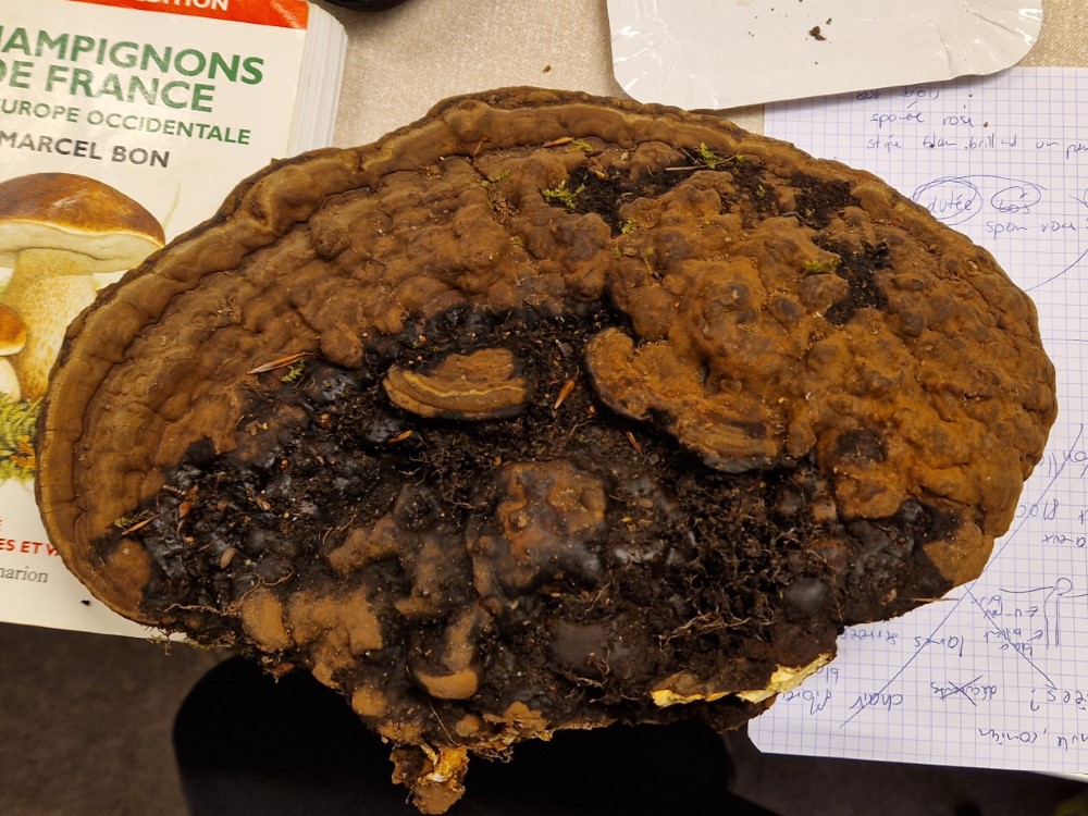 Ganoderma applanatum