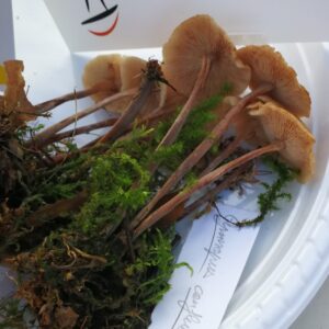 Gymnopus confluens