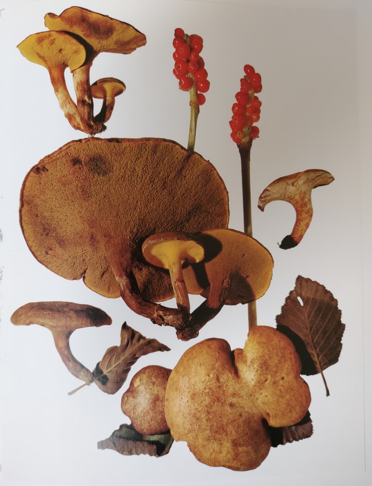 Gyrodon lividus