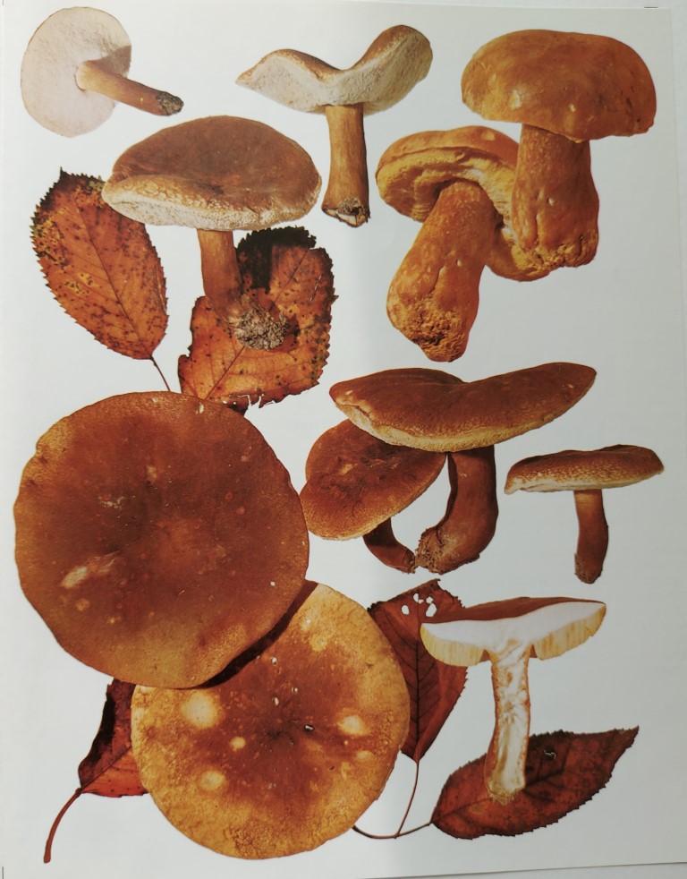 Gyroporus castaneus