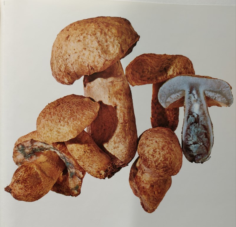 Gyroporus cyanescens