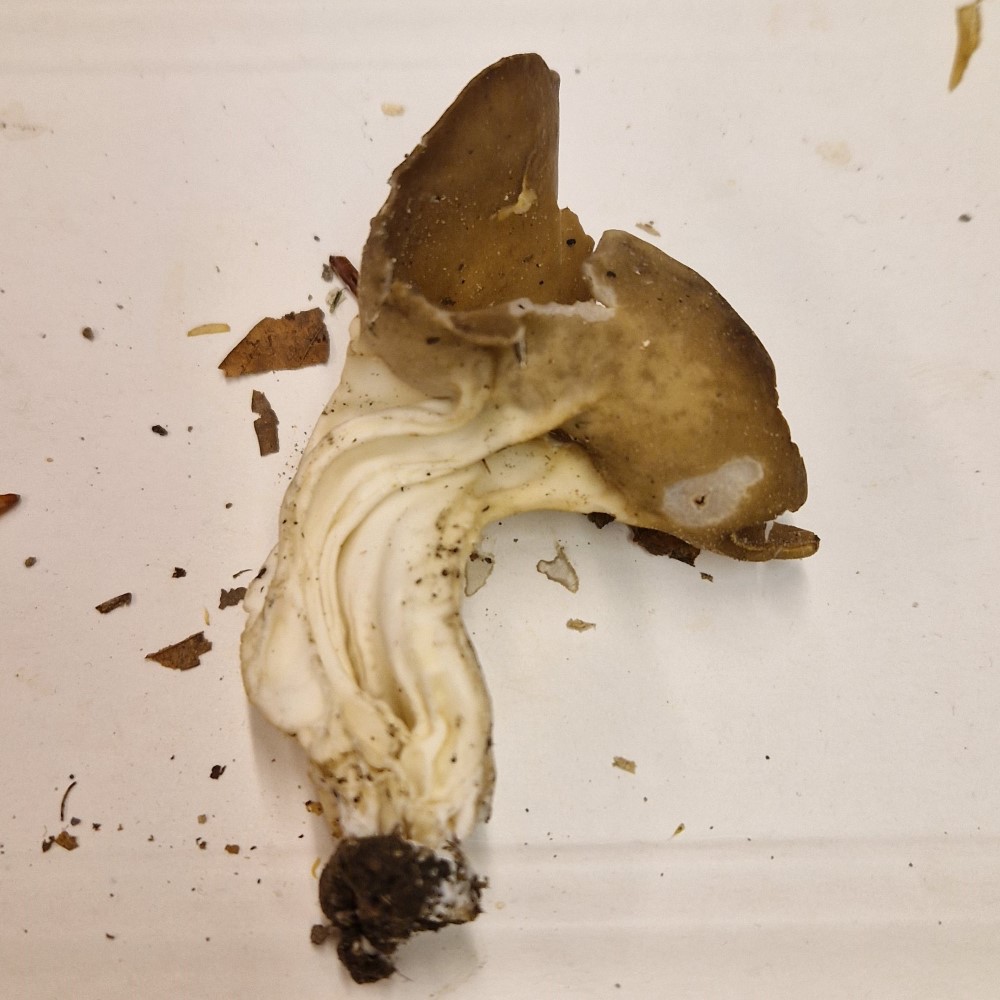 Helvella acetabulum