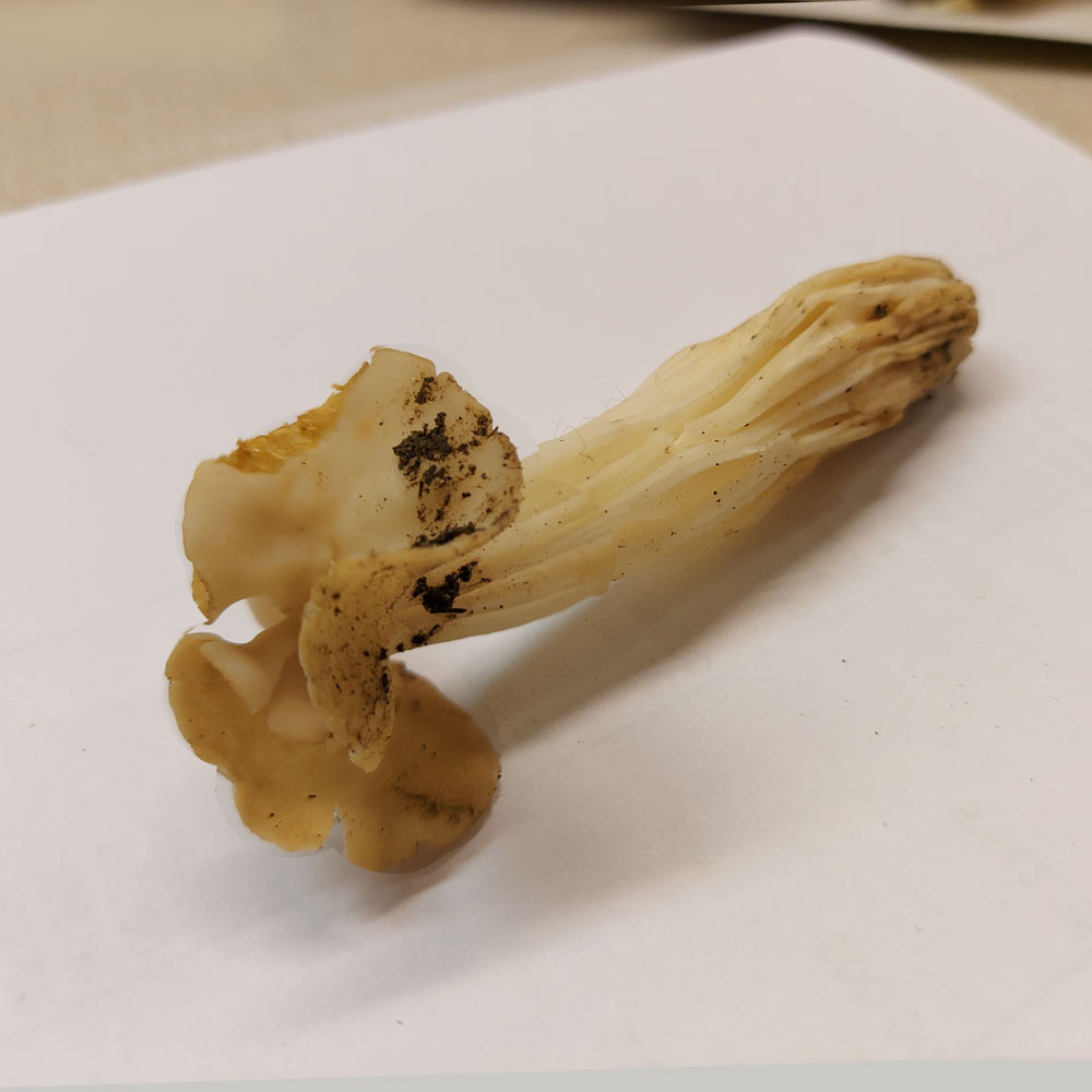 Helvella crispa