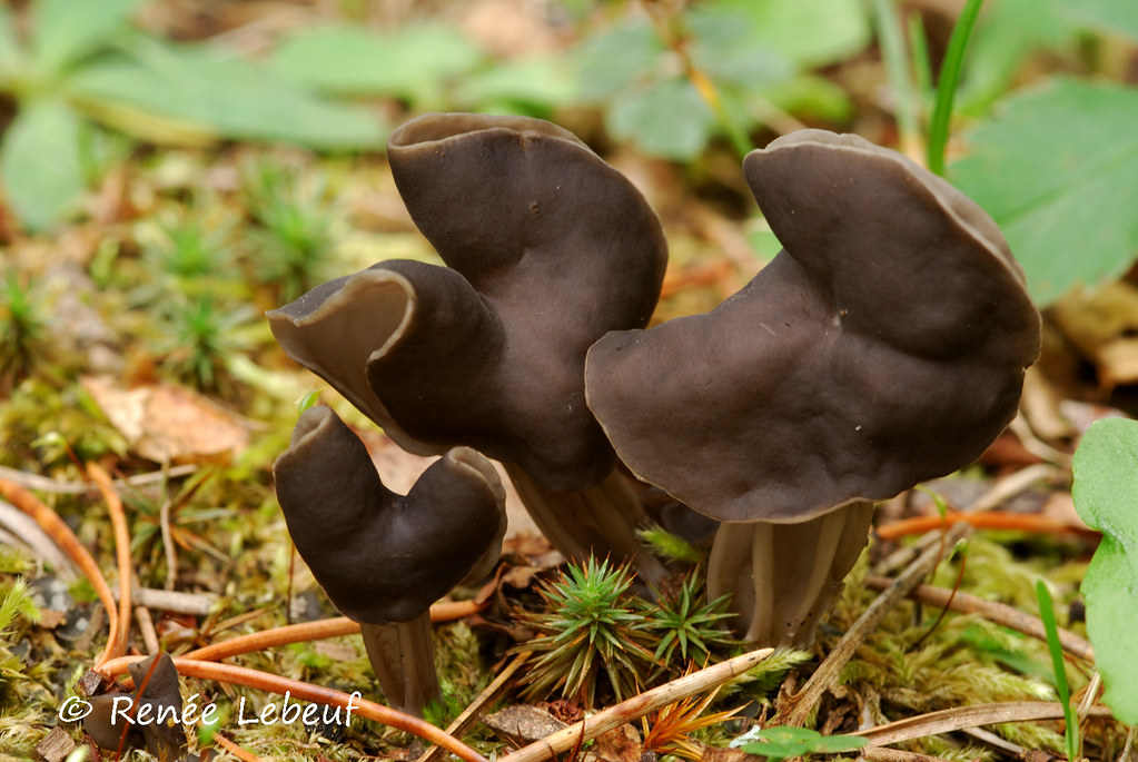 Helvella lacunosa