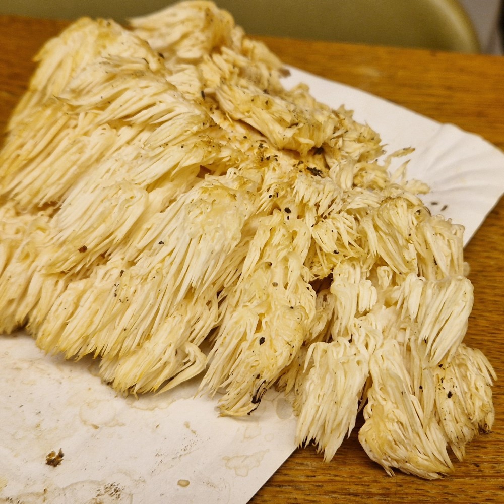 Hericium flagellum