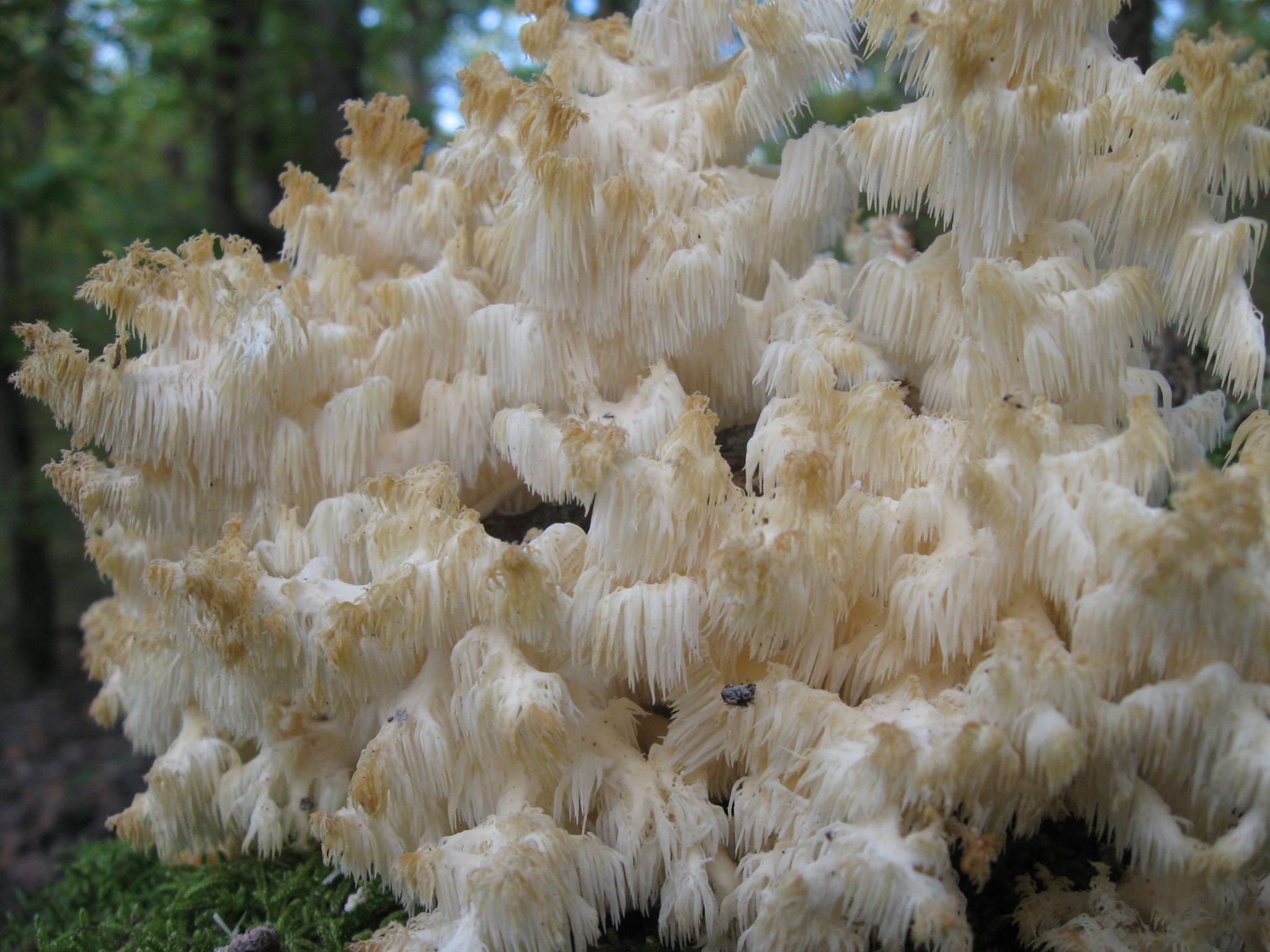 Hericium clathroides