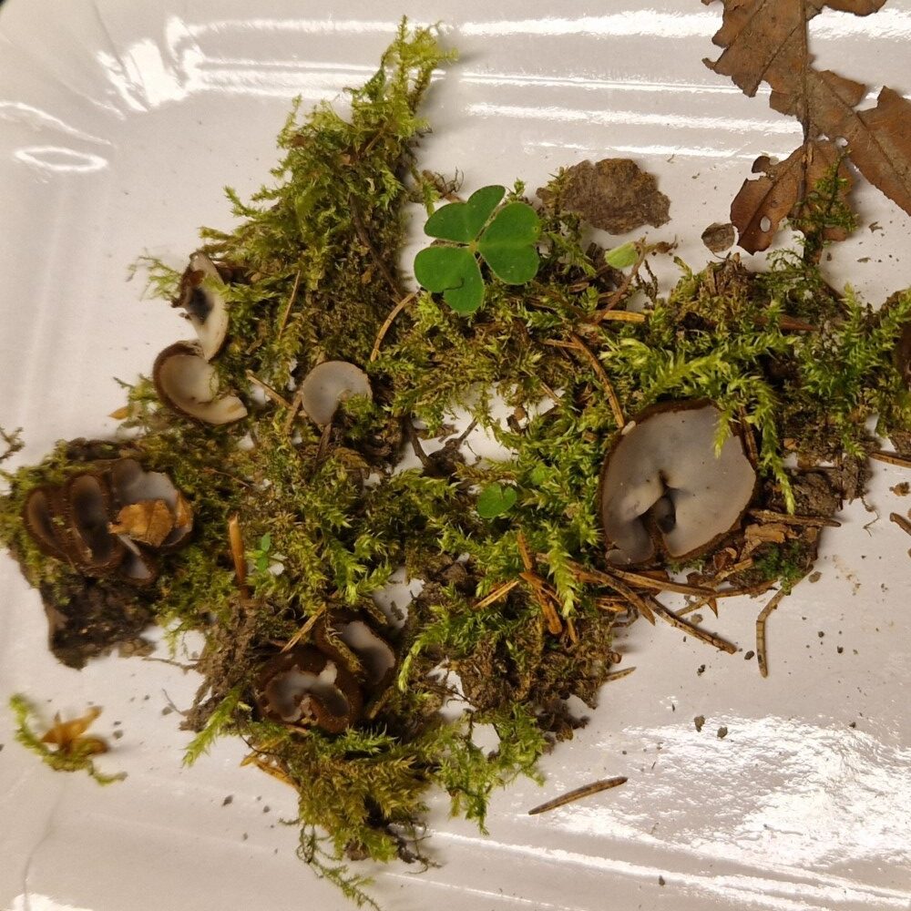 Humaria hemisphaerica