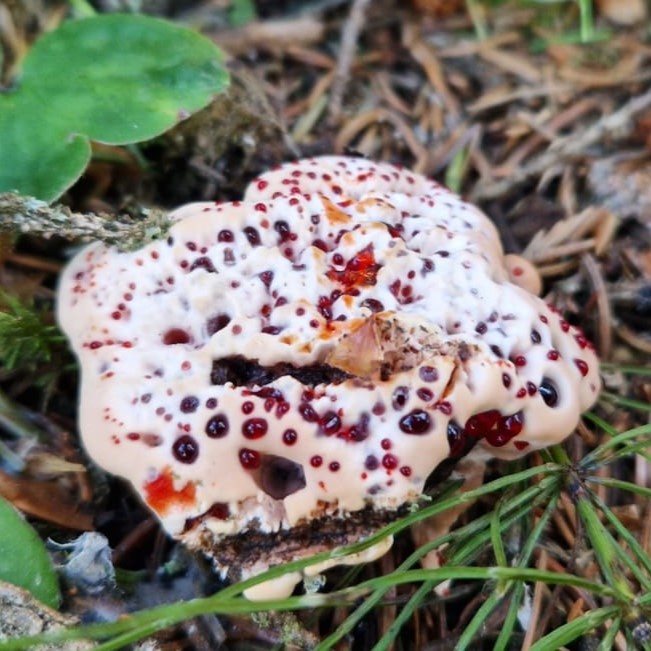 Hydnellum peckii