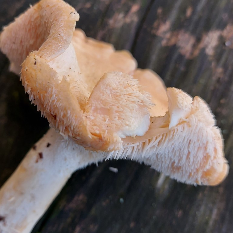 Hydnum repandum
