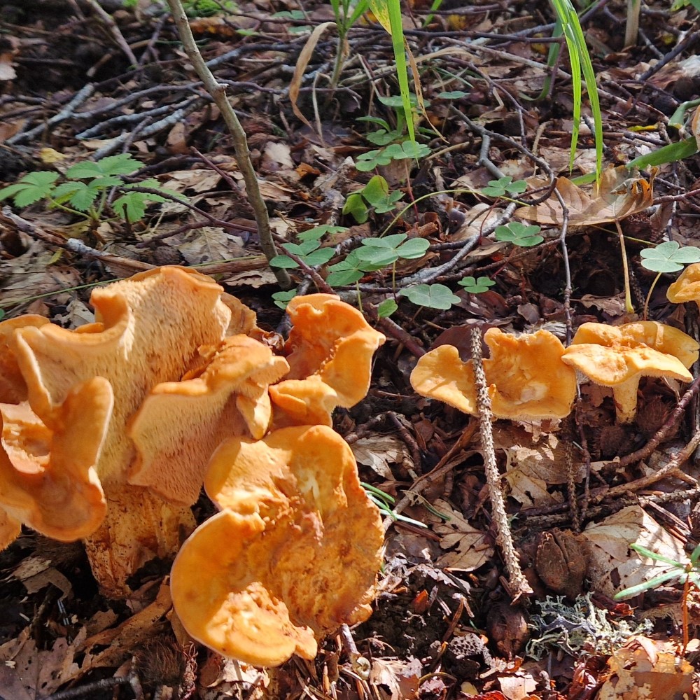 Hydnum rufescens