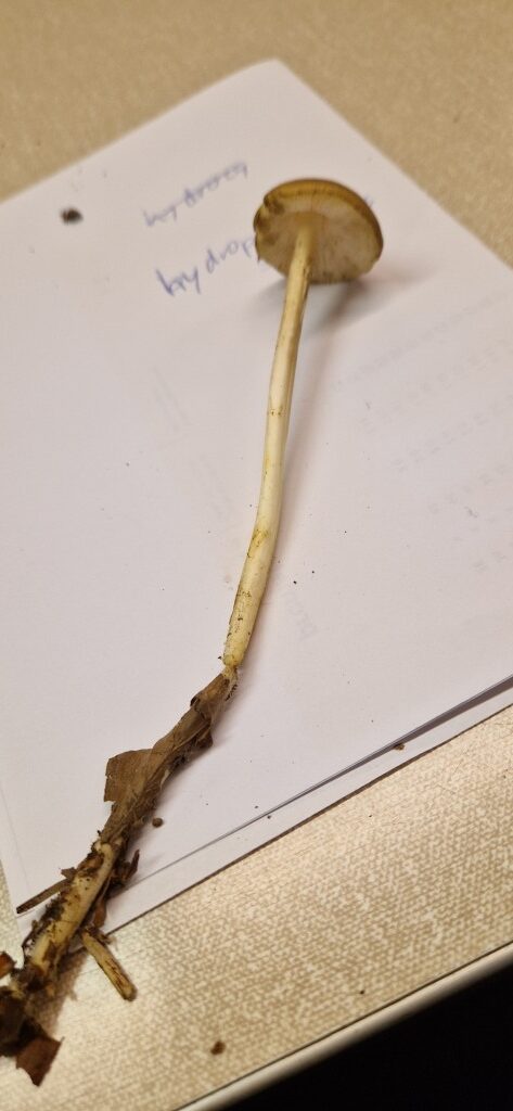 Hydropus subalpinus
