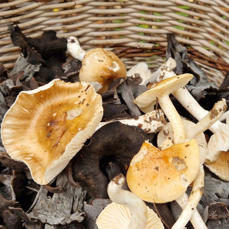 Hygrophorus nemoreus