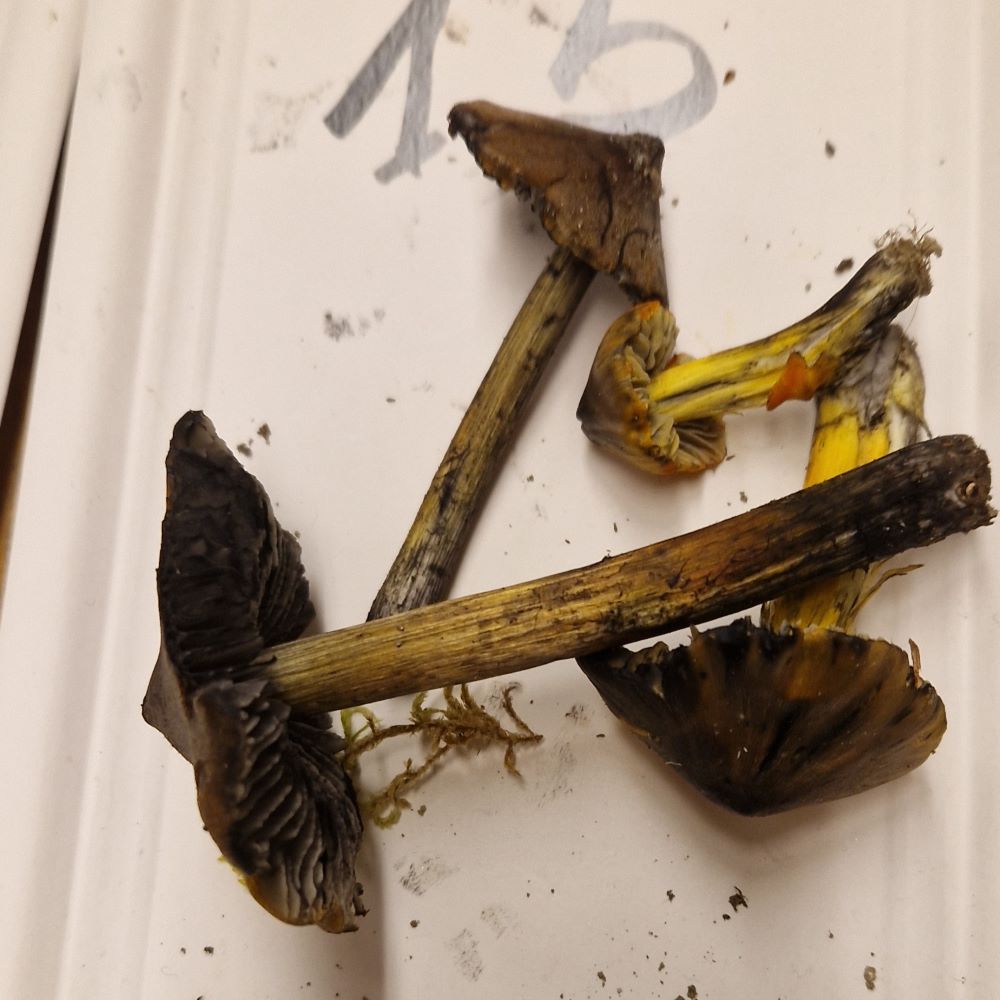 Hygrocybe conica