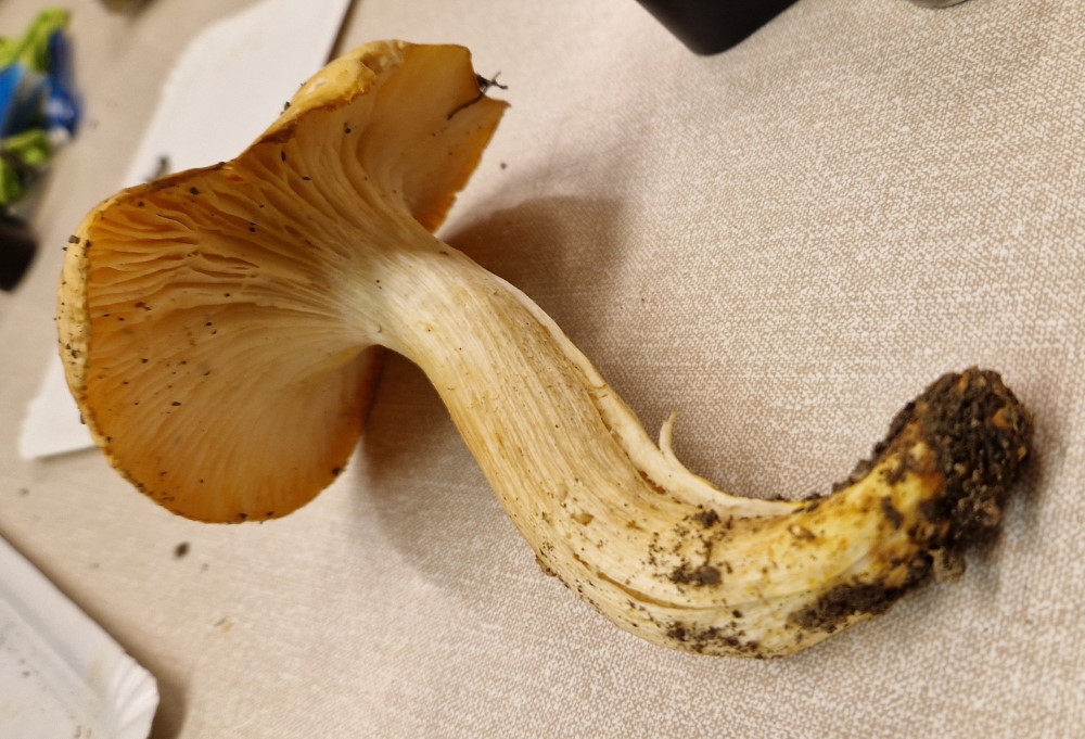 Hygrophorus abieticola