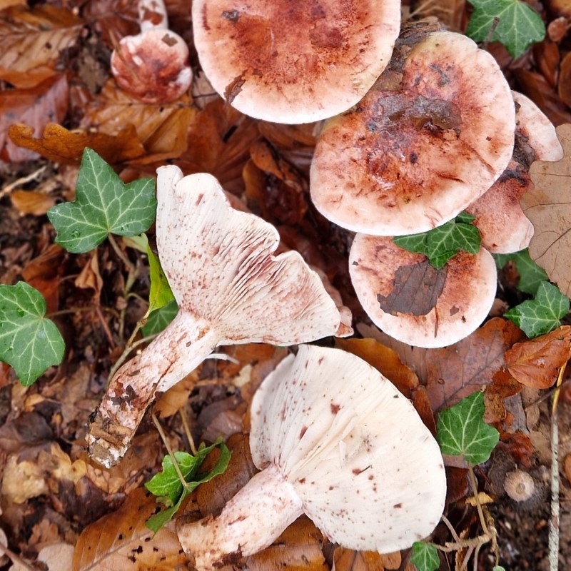 Hygrophorus russula