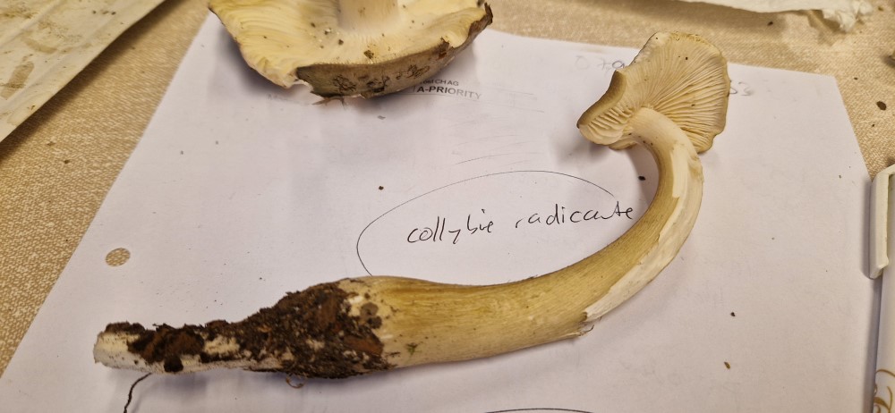 Hymenopellis radicata