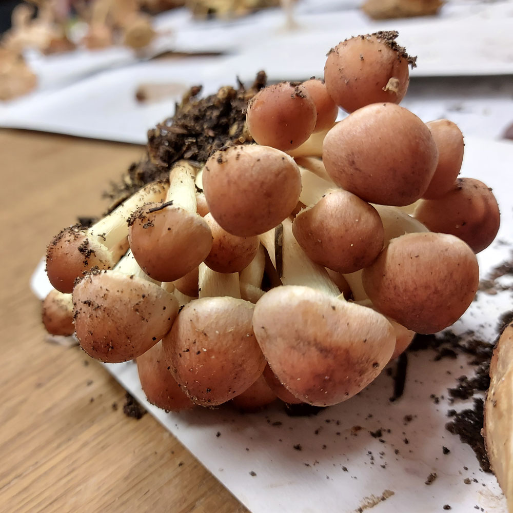 Hypholoma lateritium