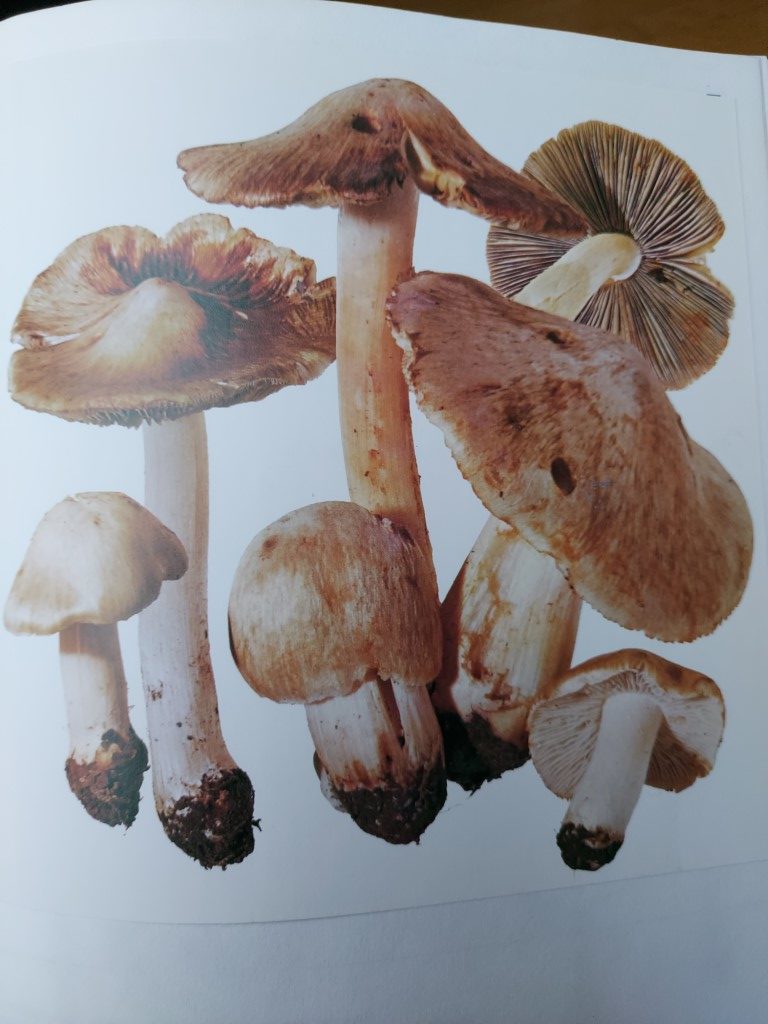 Inocybe erubescens