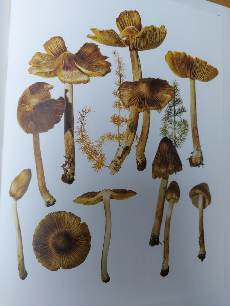 Pseudosperma rimosum