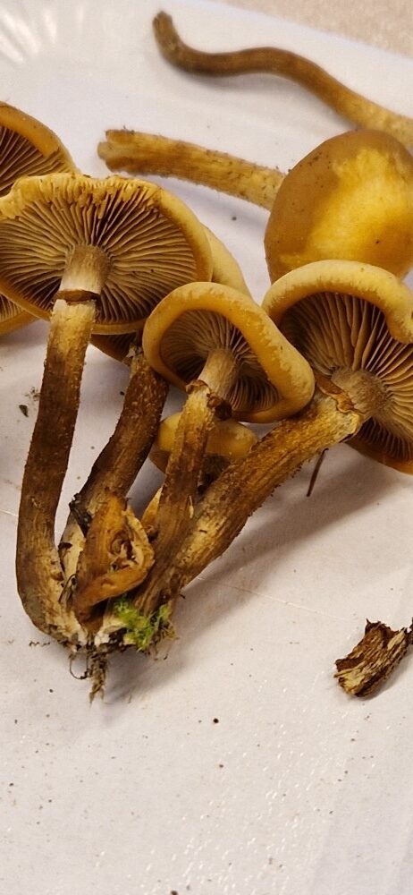 Kuehneromyces mutabilis
