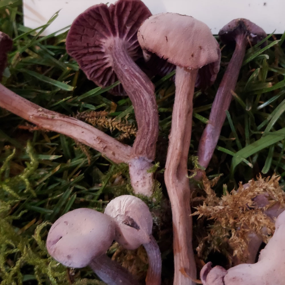 Laccaria amethystina