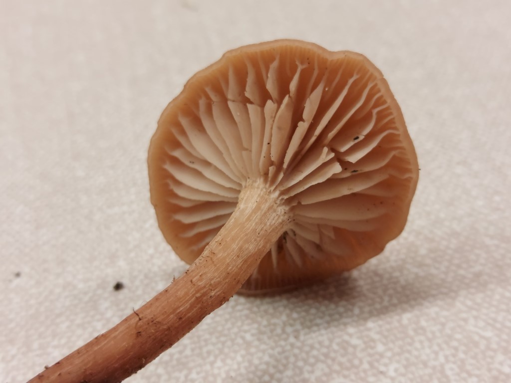 Laccaria laccata